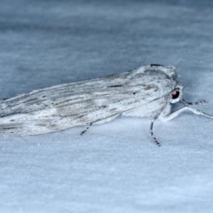 Capusa senilis at Lilli Pilli, NSW - 21 Jan 2022 08:42 PM