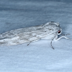 Capusa senilis at Lilli Pilli, NSW - 21 Jan 2022