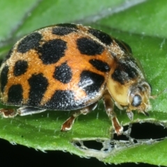 Epilachna sp. (genus) (a ladybird beetle) at Rosedale, NSW - 22 Jan 2022 by jb2602