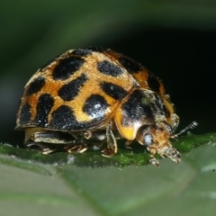 Epilachna sp. (genus) at Rosedale, NSW - 22 Jan 2022