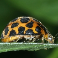 Epilachna sp. (genus) at Rosedale, NSW - 22 Jan 2022