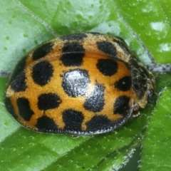 Epilachna sp. (genus) at Rosedale, NSW - 22 Jan 2022