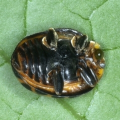 Epilachna sp. (genus) at Rosedale, NSW - 22 Jan 2022