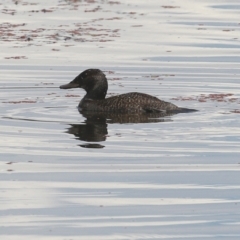 Oxyura australis at Fyshwick, ACT - 25 Jan 2022