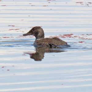 Oxyura australis at Fyshwick, ACT - 25 Jan 2022