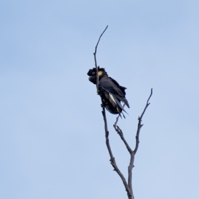 Zanda funerea (Yellow-tailed Black-Cockatoo) at Wingecarribee Local Government Area - 25 Jan 2022 by Aussiegall