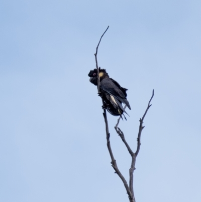 Zanda funerea (Yellow-tailed Black-Cockatoo) at Penrose - 25 Jan 2022 by Aussiegall