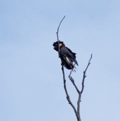 Zanda funerea (Yellow-tailed Black-Cockatoo) at Penrose, NSW - 25 Jan 2022 by Aussiegall