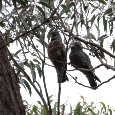 Callocephalon fimbriatum (Gang-gang Cockatoo) at Penrose - 25 Jan 2022 by Aussiegall