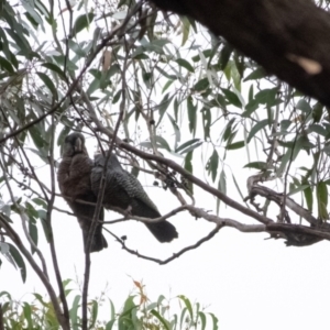 Callocephalon fimbriatum at Penrose, NSW - 25 Jan 2022