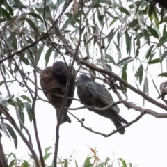 Callocephalon fimbriatum at Penrose, NSW - 25 Jan 2022