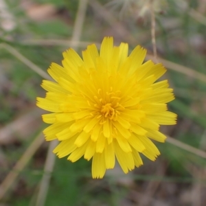 Hypochaeris radicata at Cook, ACT - 25 Jan 2022