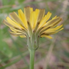 Hypochaeris radicata at Cook, ACT - 25 Jan 2022