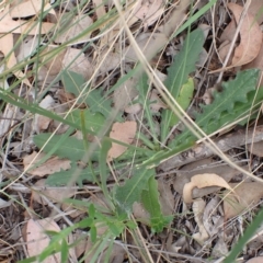 Hypochaeris radicata at Cook, ACT - 25 Jan 2022