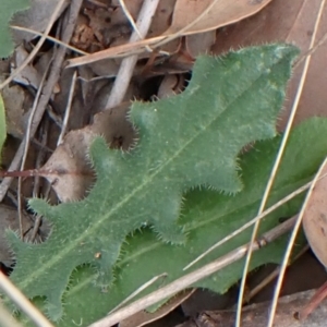 Hypochaeris radicata at Cook, ACT - 25 Jan 2022