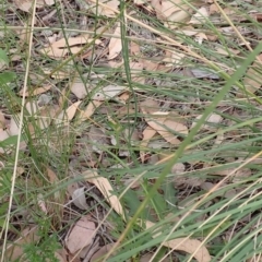 Hypochaeris radicata at Cook, ACT - 25 Jan 2022