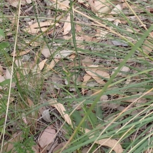 Hypochaeris radicata at Cook, ACT - 25 Jan 2022