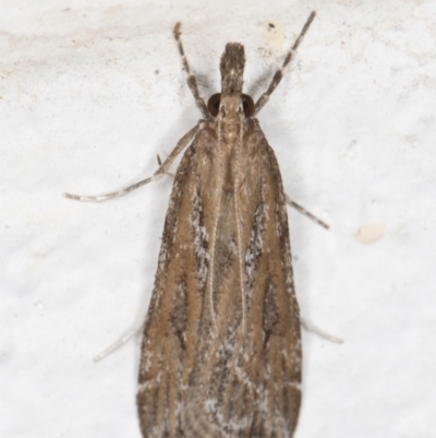 Nechilo macrogona (a Crambid moth (Crambinae)) at Melba, ACT - 7 Nov 2021 by kasiaaus
