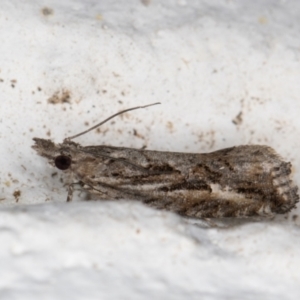 Strepsicrates sphenophora (TBC) at suppressed by kasiaaus
