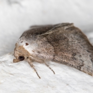 Mataeomera coccophaga (Brown Scale-moth) at Melba, ACT by kasiaaus