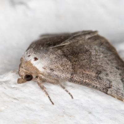 Mataeomera coccophaga (Brown Scale-moth) at Melba, ACT - 7 Nov 2021 by kasiaaus