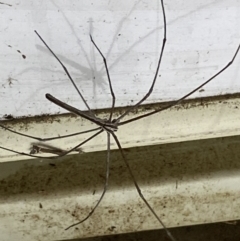 Deinopidae (family) (Net-casting Spider) at Numeralla, NSW - 25 Jan 2022 by Steve_Bok