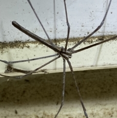 Deinopidae (family) at Numeralla, NSW - 25 Jan 2022