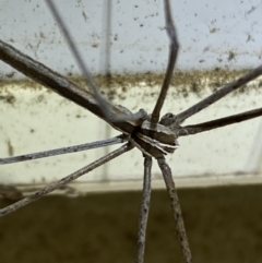 Deinopidae (family) at Numeralla, NSW - 25 Jan 2022