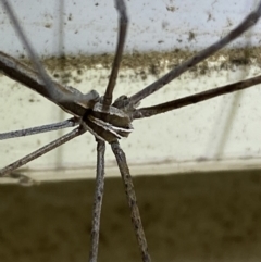 Deinopidae (family) at Numeralla, NSW - 25 Jan 2022