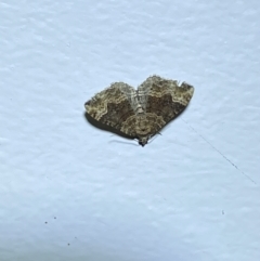 Epyaxa sodaliata (Sodaliata Moth, Clover Moth) at Numeralla, NSW - 25 Jan 2022 by SteveBorkowskis