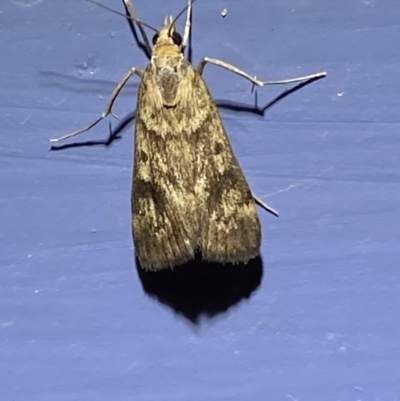 Achyra nigrirenalis (A Crambid moth (Pyraustinae) at Numeralla, NSW - 25 Jan 2022 by SteveBorkowskis