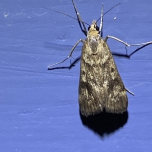 Achyra nigrirenalis at Numeralla, NSW - 25 Jan 2022