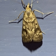 Achyra nigrirenalis at Numeralla, NSW - 25 Jan 2022