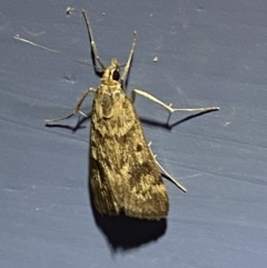 Achyra nigrirenalis at Numeralla, NSW - 25 Jan 2022