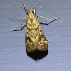 Achyra nigrirenalis at Numeralla, NSW - 25 Jan 2022