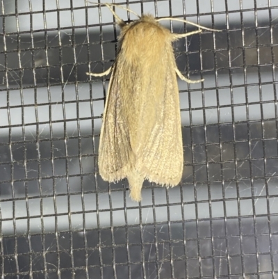 Bathytricha truncata (Sugarcane Stem Borer, Maned Moth) at Numeralla, NSW - 25 Jan 2022 by Steve_Bok