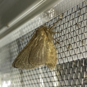 Lepidoptera unclassified ADULT moth at Numeralla, NSW - 25 Jan 2022