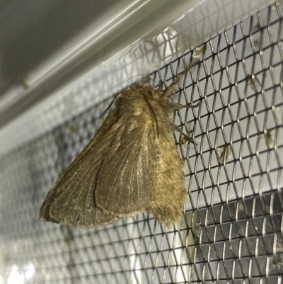 Lepidoptera unclassified ADULT moth (Unidentified - Moth) at Numeralla, NSW - 25 Jan 2022 by SteveBorkowskis