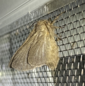 Lepidoptera unclassified ADULT moth at Numeralla, NSW - 25 Jan 2022