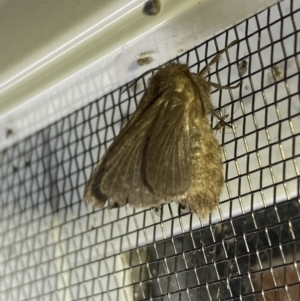 Lepidoptera unclassified ADULT moth at Numeralla, NSW - 25 Jan 2022