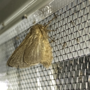 Lepidoptera unclassified ADULT moth at Numeralla, NSW - 25 Jan 2022