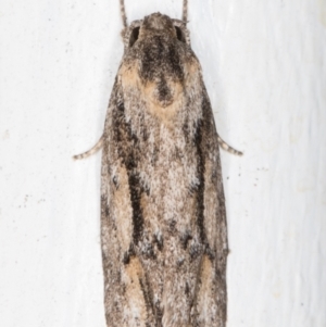 Agriophara leptosemela (A Gelechioid moth) at Melba, ACT by kasiaaus