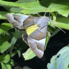 Niceteria macrocosma (Showy Geometrid) at Numeralla, NSW - 25 Jan 2022 by Steve_Bok