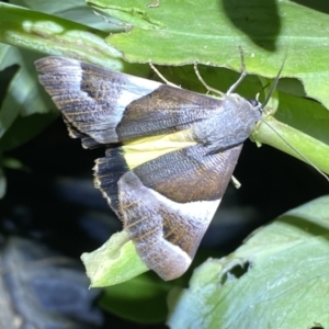 Niceteria macrocosma at Numeralla, NSW - 25 Jan 2022