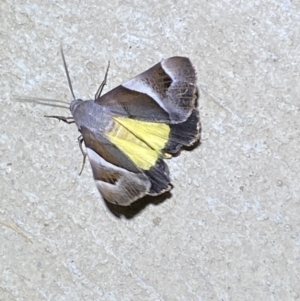 Niceteria macrocosma at Numeralla, NSW - 25 Jan 2022