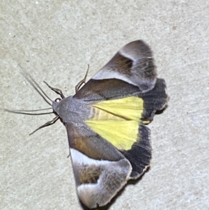 Niceteria macrocosma at Numeralla, NSW - 25 Jan 2022