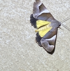 Niceteria macrocosma at Numeralla, NSW - 25 Jan 2022