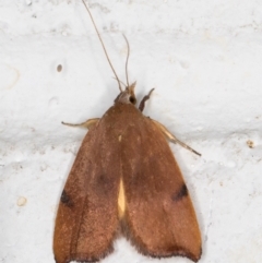 Tortricopsis uncinella (Wingia group) at Melba, ACT - 7 Nov 2021 by kasiaaus