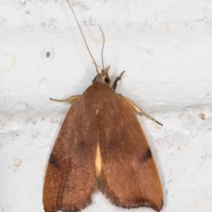 Tortricopsis uncinella at Melba, ACT - 7 Nov 2021 09:29 PM