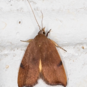Tortricopsis uncinella (A concealer moth) at Melba, ACT by kasiaaus